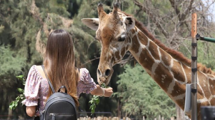 ¡Cobijas de tigre para todos! Zoo León protege a animalitos por frente frío