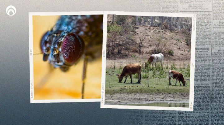 ¿Qué es la miasis? La enfermedad provocada por el gusano barrenador detectado en México