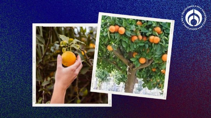 ¿A quién le pertenece la fruta de los árboles que están plantados en la calle?