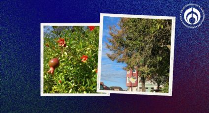 ¿Es ilegal comerme la fruta de los árboles que están plantados en la calle?