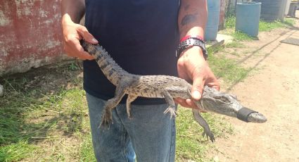 Invasión de cocodrilos en Altamira: se han capturado 200 reptiles solo en este año