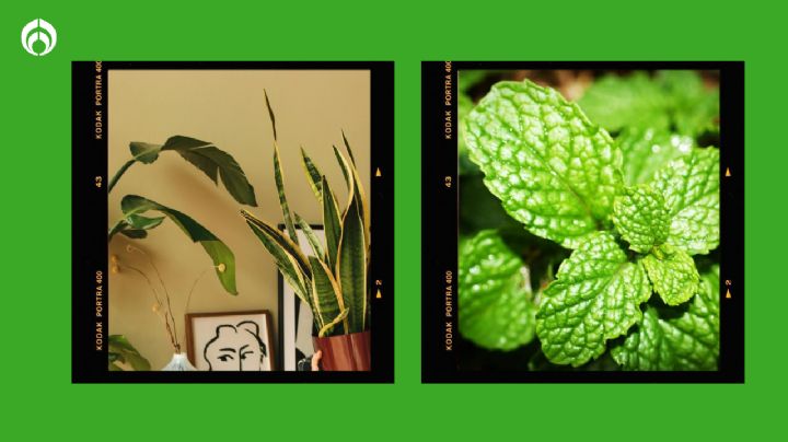 3 plantas aromáticas que puedes sembrar fácilmente; dejarán tu hogar oliendo delicioso