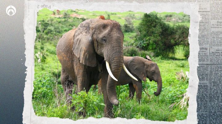 Mueren 10 elefantes por envenenamiento con hongos en parque de la India