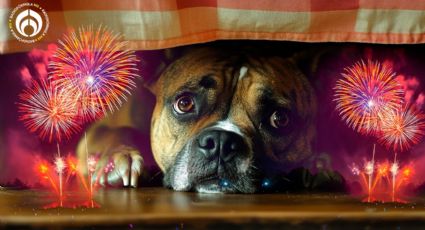 ¿Qué le puede pasar a un perro si escucha fuegos artificiales y cómo protegerlo? Experto responde