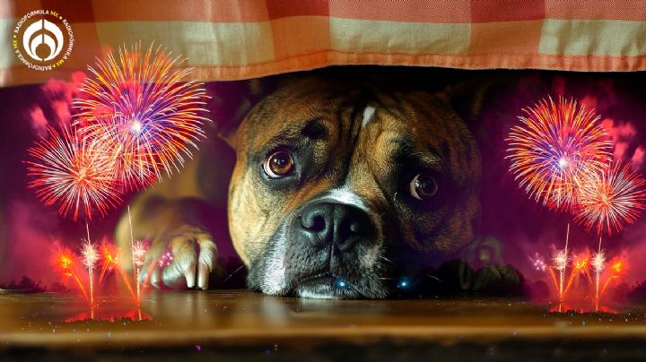 ¿Qué le puede pasar a un perro si escucha fuegos artificiales y cómo protegerlo? Experto responde