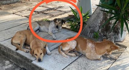 Maltrato animal en CFE Poza Rica: engañan a perros con comida y les truenan el cuello