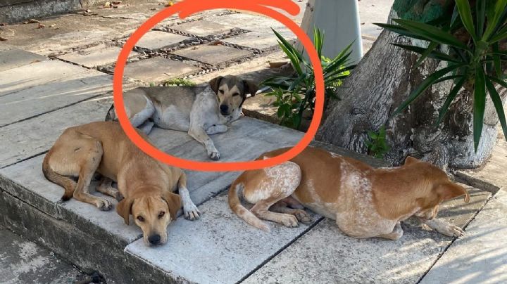 Maltrato animal en CFE Poza Rica: engañan a perros con comida y les truenan el cuello