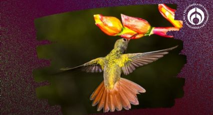 Las 6 plantas que puedes tener en tu casa para atraer colibríes, según UNAM