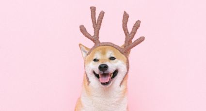 Perritos: Las canciones de Navidad favoritas de tus mascotas según este sorprendente estudio