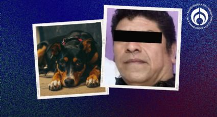 Caso Copito: acusan a taquero de arrojar aceite hirviendo a perrito en Nuevo León