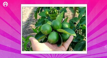 Tip de jardinero para que tu limonero estalle de limones; ¡es más fácil de lo que crees!