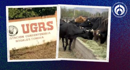 Gusano barrenador en Sonora: ministerio de agricultura de EU inspeccionará protocolos sanitarios