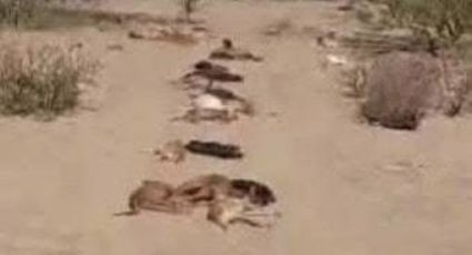 Crueldad animal en BCS: Localizan a 29 perritos muertos; fueron envenenados