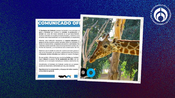 Resuelven 'misterio' de jirafa en Culiacán: falleció por causas naturales, dice Zoológico