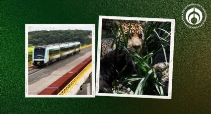 Tren Maya: jaguares y otros animales no son fauna nociva ni serán reubicados, aclara Semarnat