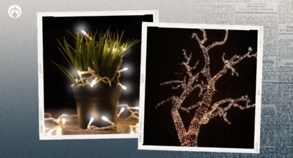 ¿Las luces navideñas no son eco-friendly? Así es como dañan tus árboles y plantas