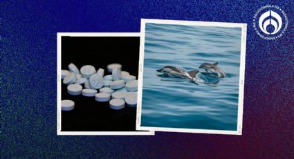 ¡Fentanilo en delfines! Científicos hallan el opioide en mamíferos del Golfo de México