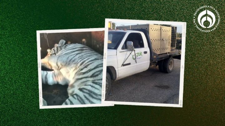 (VIDEOS) Rescatan 2 tigres de bengala blancos tras cateos en Culiacán