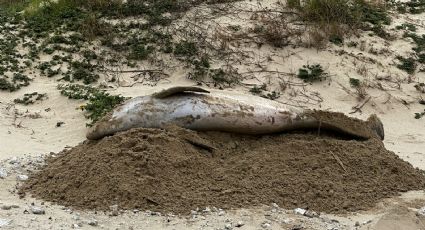 Hallan sin vida a delfín 'perdido' cerca de escolleras en Playa Miramar