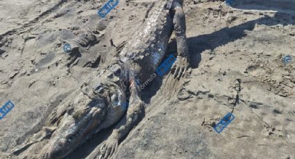 Alerta a biólogos muerte de cocodrilo fuera de su habitat natural en playas de Veracruz