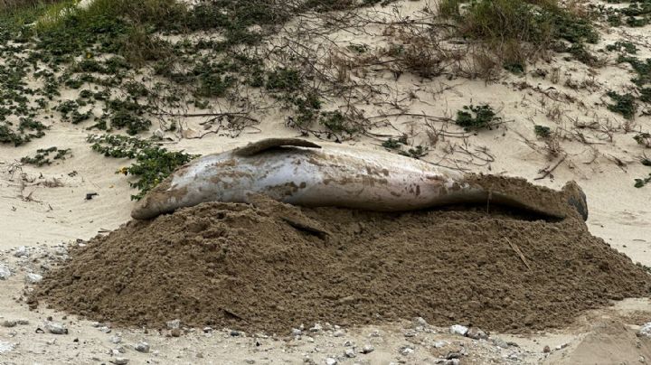 Hallan sin vida a delfín 'perdido' cerca de escolleras en Playa Miramar