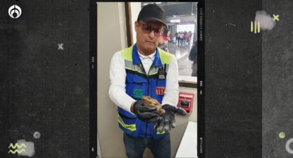 ¡Un sapo en el Metro CDMX! Rescatan al anfibio en la estación Pantitlán (VIDEO)