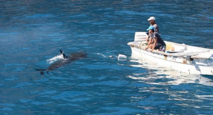 Tiburones en Sonora: Sagarhpa hace recomendaciones para prevenir accidentes