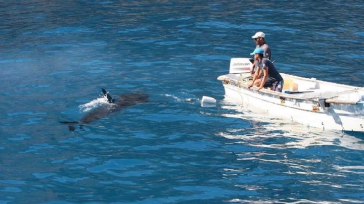 Tiburones en Sonora: Sagarhpa hace recomendaciones para prevenir accidentes