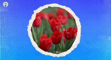 Dime de qué color es el tulipán que te regalaron y te diré qué significa este 14 de febrero