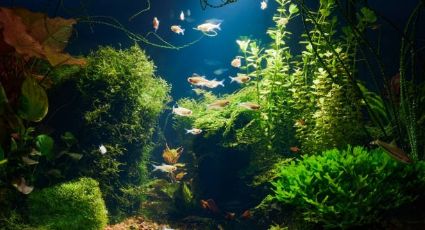 Acuario plantado: grandes beneficios de tener plantas naturales en un acuario de agua dulce en casa