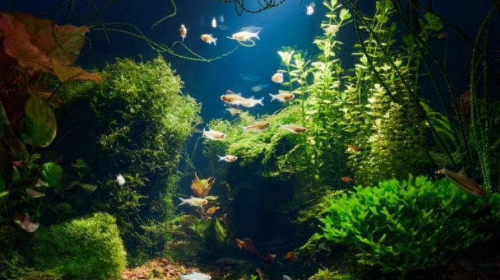 Acuario plantado: grandes beneficios de tener plantas naturales en un acuario de agua dulce en casa