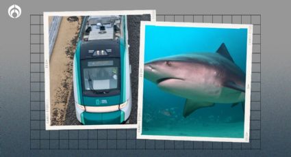 Tren Maya: ¿hay tiburones en las playas de Cancún y la Riviera Maya? Te contamos