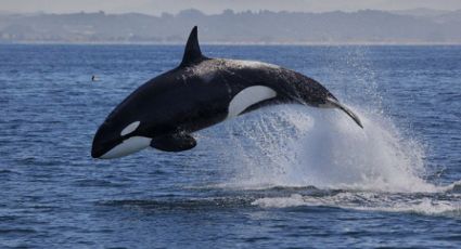 Orcas andan 'bravas' en Sonora: devoran a una ballena... y pescadores tienen miedo