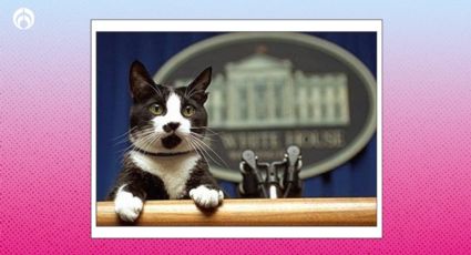 Día Mundial del Gato: Socks Clinton, el michi presidencial que dio origen a la celebración