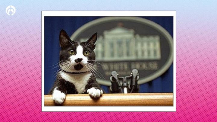 Día Mundial del Gato: Socks Clinton, el michi presidencial que dio origen a la celebración