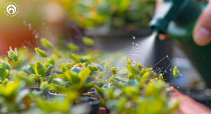 ¿Cómo se puede eliminar una plaga en las plantas con insecticida de leche de ajo?