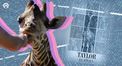 (FOTOS) Conoce a la nueva 'swiftie': la jirafa bebé Taylor en Nuevo León