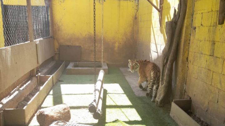 (FOTOS) Tigre y cajas con droga son aseguradas tras cateo en bodega de Monterrey