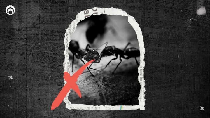 Cómo alejar hormigas de tu recámara: Estrategias eficaces