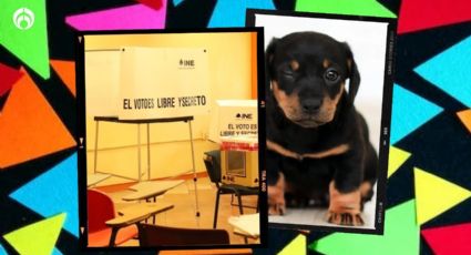 Perritos: ¿pronto podrán votar? Abogado propone este novedoso sistema