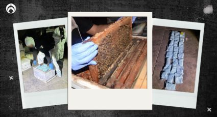 Nueva maña del ¿Cártel de Sinaloa? Esconden fentanilo y drogas en panales de abeja