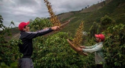 ¡Con el café, no! Sector cafetalero acusa abandono por parte del gobierno