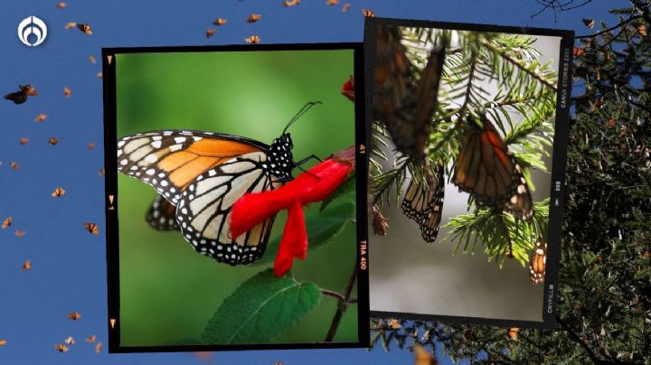 Mariposas monarcas se 'esfuman' de México...  y quizá tus hijos ya no las conozcan