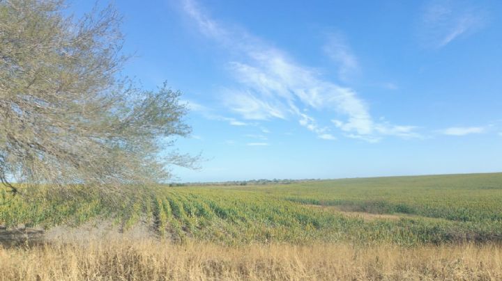 Sequía en Tamaulipas: 40 presas están totalmente secas; zona ejidal de Altamira la más afectada