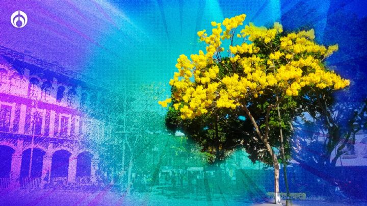 Lluvia de oro, el espectacular árbol que anuncia la primavera en Cuernavaca