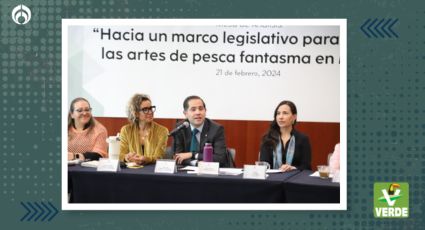 Senadores del Partido Verde combaten contaminación por equipos de pesca abandonados