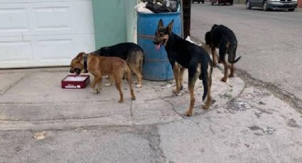 'Lomitos' salvajes: reportan hasta 7 casos de ataques de perros en vía publica de Tampico