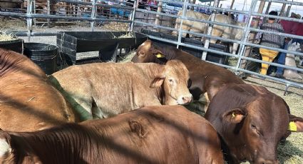 Sequía en Querétaro: disminuyen afectaciones a ganaderos con tandeo de agua en pipas