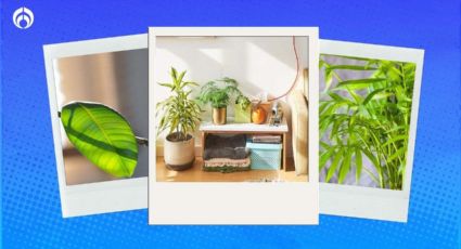 5 plantas fáciles de conseguir y que absorben el calor dentro de tu casa