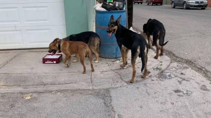 'Lomitos' salvajes: reportan hasta 7 casos de ataques de perros en vía publica de Tampico